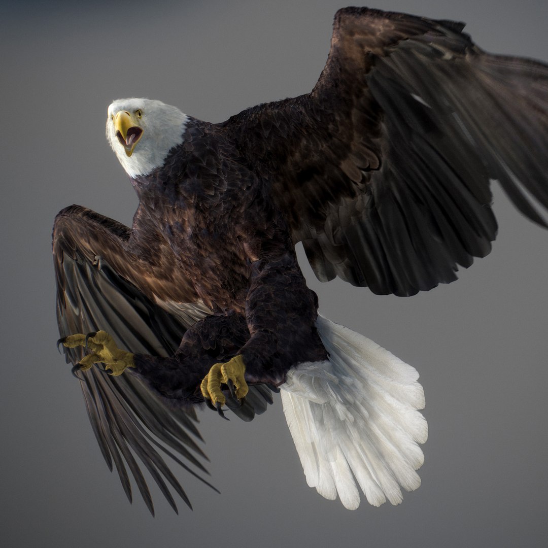 3D model Animated Eagles https://p.turbosquid.com/ts-thumb/oG/J7FK9z/P5/eaglepack_16c/jpg/1789468880/1920x1080/fit_q87/056f6dfb1ea6c721023edc4b2ed7f1e7387437dc/eaglepack_16c.jpg