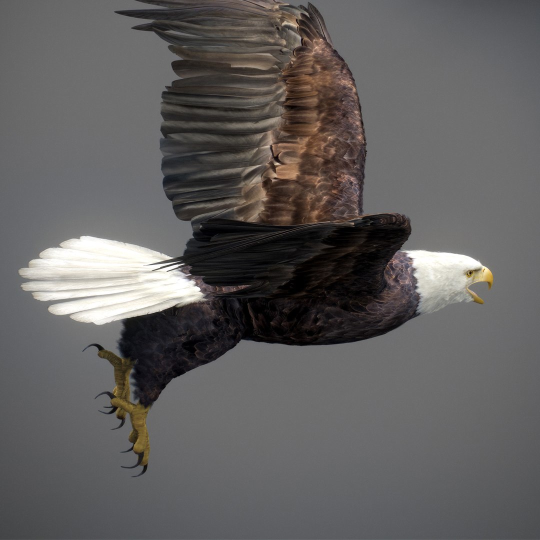 3D model Animated Eagles https://p.turbosquid.com/ts-thumb/oG/J7FK9z/ax/eaglepack_41/jpg/1789468891/1920x1080/fit_q87/777e725b4d2f97124fbc0c07da3dba25ed0664a0/eaglepack_41.jpg
