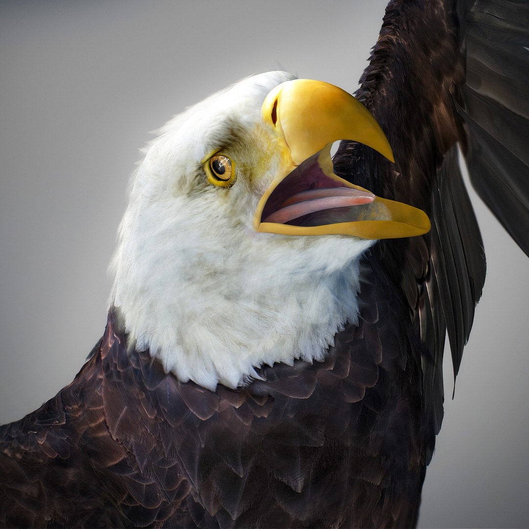 3D model Animated Eagles https://p.turbosquid.com/ts-thumb/oG/J7FK9z/c4/eaglepack_05/jpg/1789468872/1920x1080/fit_q87/fb10599d9c5a60f10337028436bba00b16c80ce6/eaglepack_05.jpg
