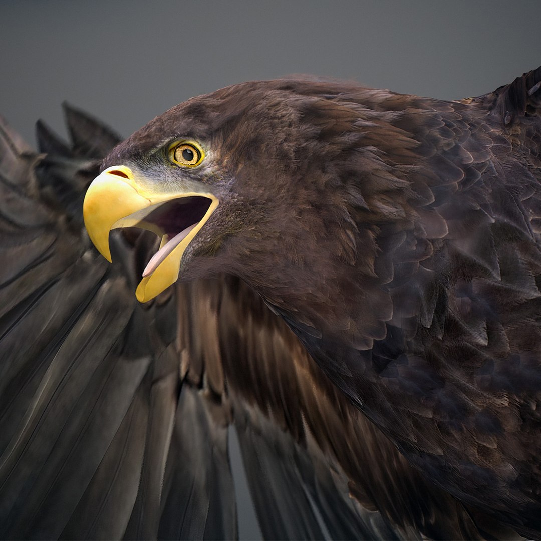 3D model Animated Eagles https://p.turbosquid.com/ts-thumb/oG/J7FK9z/dA/eaglepack_36/jpg/1789468888/1920x1080/fit_q87/d81fe2587fdc1904bacddaf54eefe4e37662c8a5/eaglepack_36.jpg