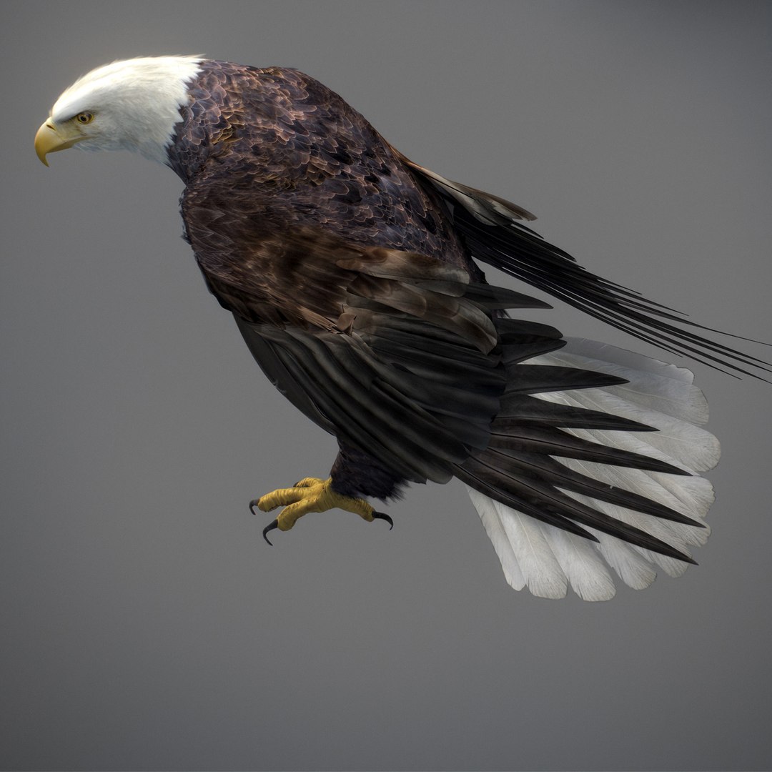 3D model Animated Eagles https://p.turbosquid.com/ts-thumb/oG/J7FK9z/dJ/eaglepack_31/jpg/1789468886/1920x1080/fit_q87/d86cd97b991033d10498d1935a60d91498de8e3d/eaglepack_31.jpg