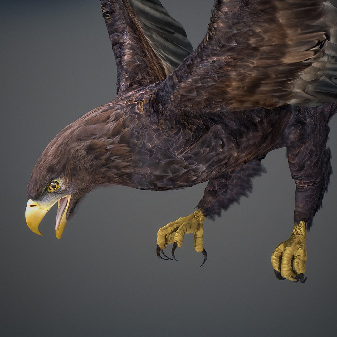 3D model Animated Eagles https://p.turbosquid.com/ts-thumb/oG/J7FK9z/dm/eaglepack_38/jpg/1789468889/1920x1080/fit_q87/0883f39cf7059b4b11d60220efcd3f346e86d8df/eaglepack_38.jpg