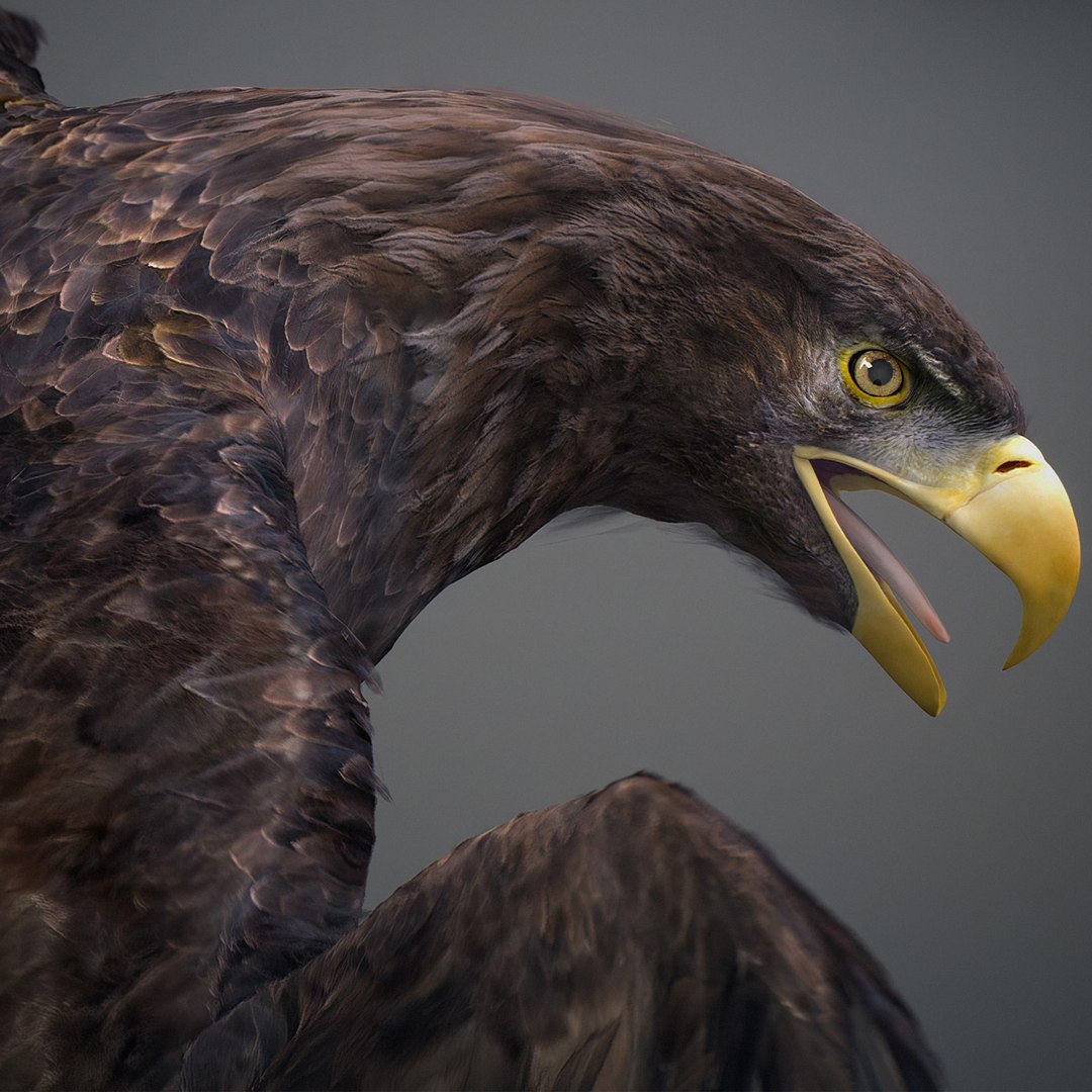 3D model Animated Eagles https://p.turbosquid.com/ts-thumb/oG/J7FK9z/en/eaglepack_10/jpg/1789468873/1920x1080/fit_q87/8ada7789f41b4b55abf065df6377485963566dde/eaglepack_10.jpg