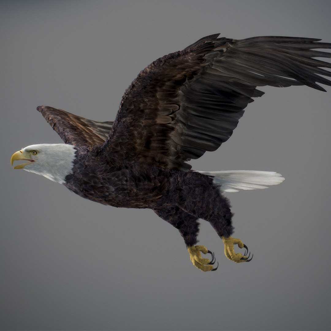3D model Animated Eagles https://p.turbosquid.com/ts-thumb/oG/J7FK9z/fT/eaglepack_43/jpg/1789468892/1920x1080/fit_q87/c2c45b48d2bd335eb3ee053f164975787209eae7/eaglepack_43.jpg