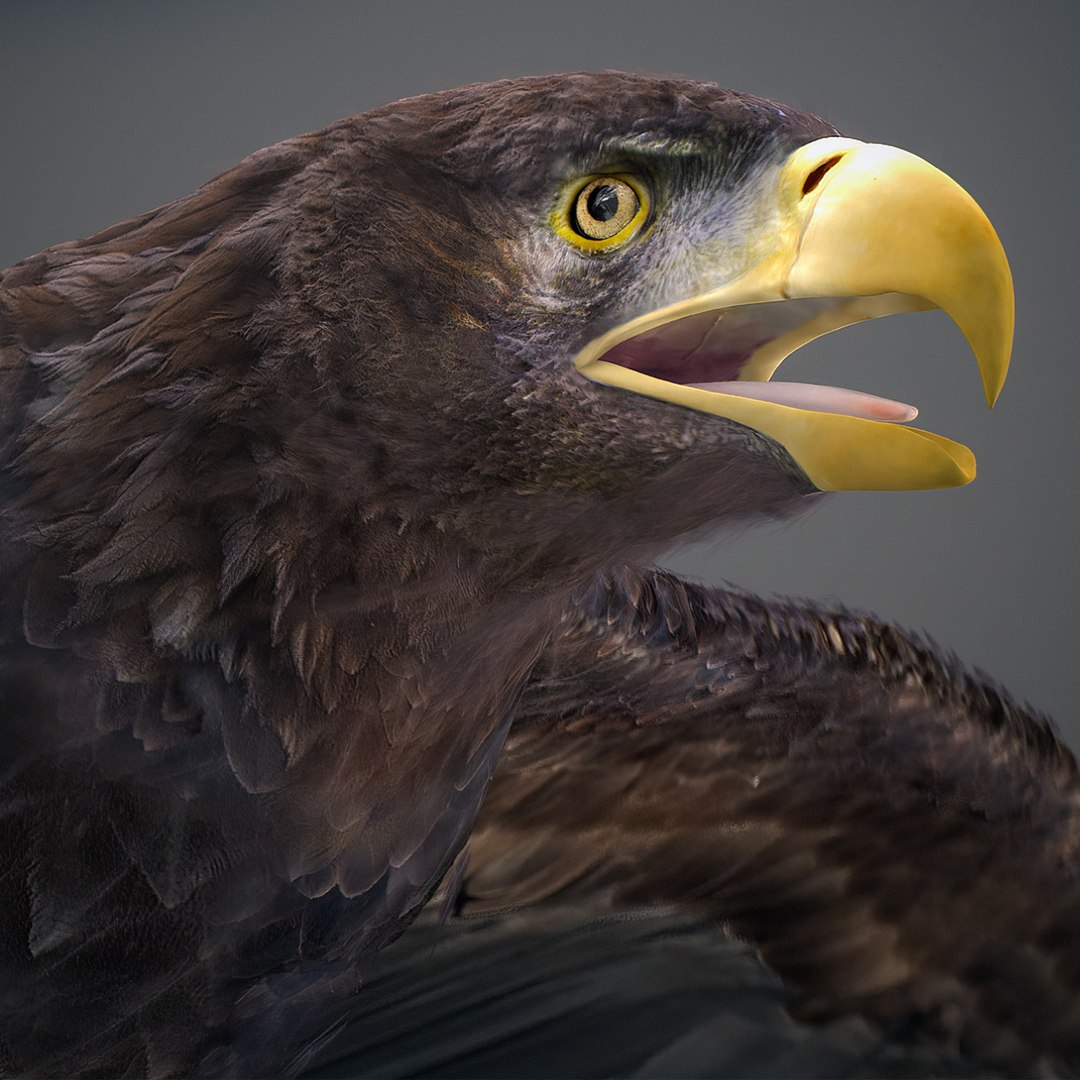 3D model Animated Eagles https://p.turbosquid.com/ts-thumb/oG/J7FK9z/gj/eaglepack_06/jpg/1789468872/1920x1080/fit_q87/ac0e324670577c365f37fe450f7895dd2a1e9f94/eaglepack_06.jpg