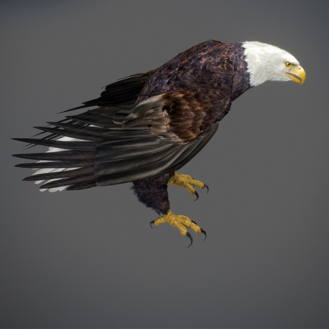 3D model Animated Eagles https://p.turbosquid.com/ts-thumb/oG/J7FK9z/h8/eaglepack_39/jpg/1789468890/1920x1080/fit_q87/03d4029de5d16d4408bf5a06fd61a237243837f1/eaglepack_39.jpg