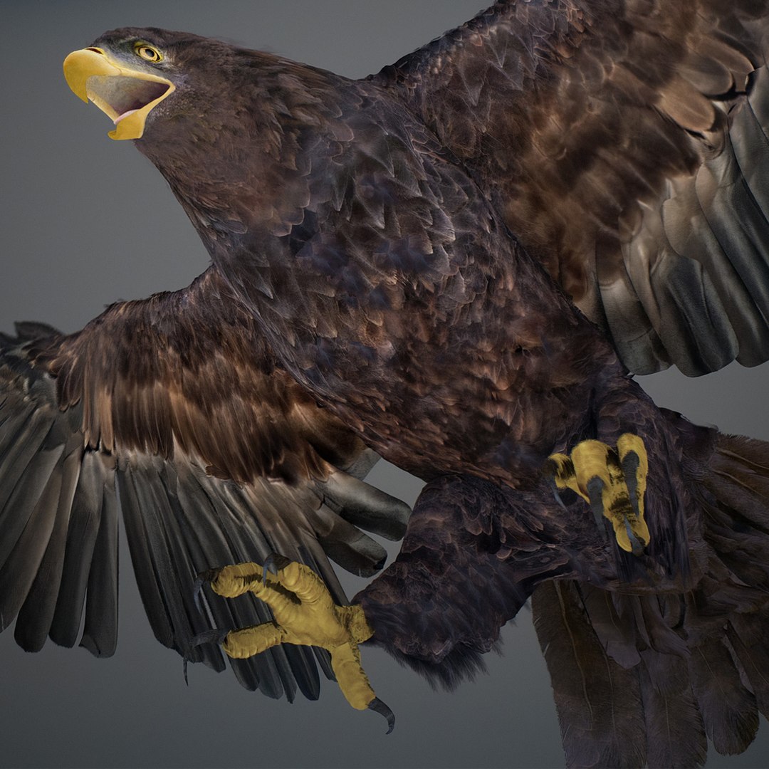 3D model Animated Eagles https://p.turbosquid.com/ts-thumb/oG/J7FK9z/jo/eaglepack_42/jpg/1789468892/1920x1080/fit_q87/7e9b0ef3cf7cce8848a223625bb88bef18b71cc3/eaglepack_42.jpg