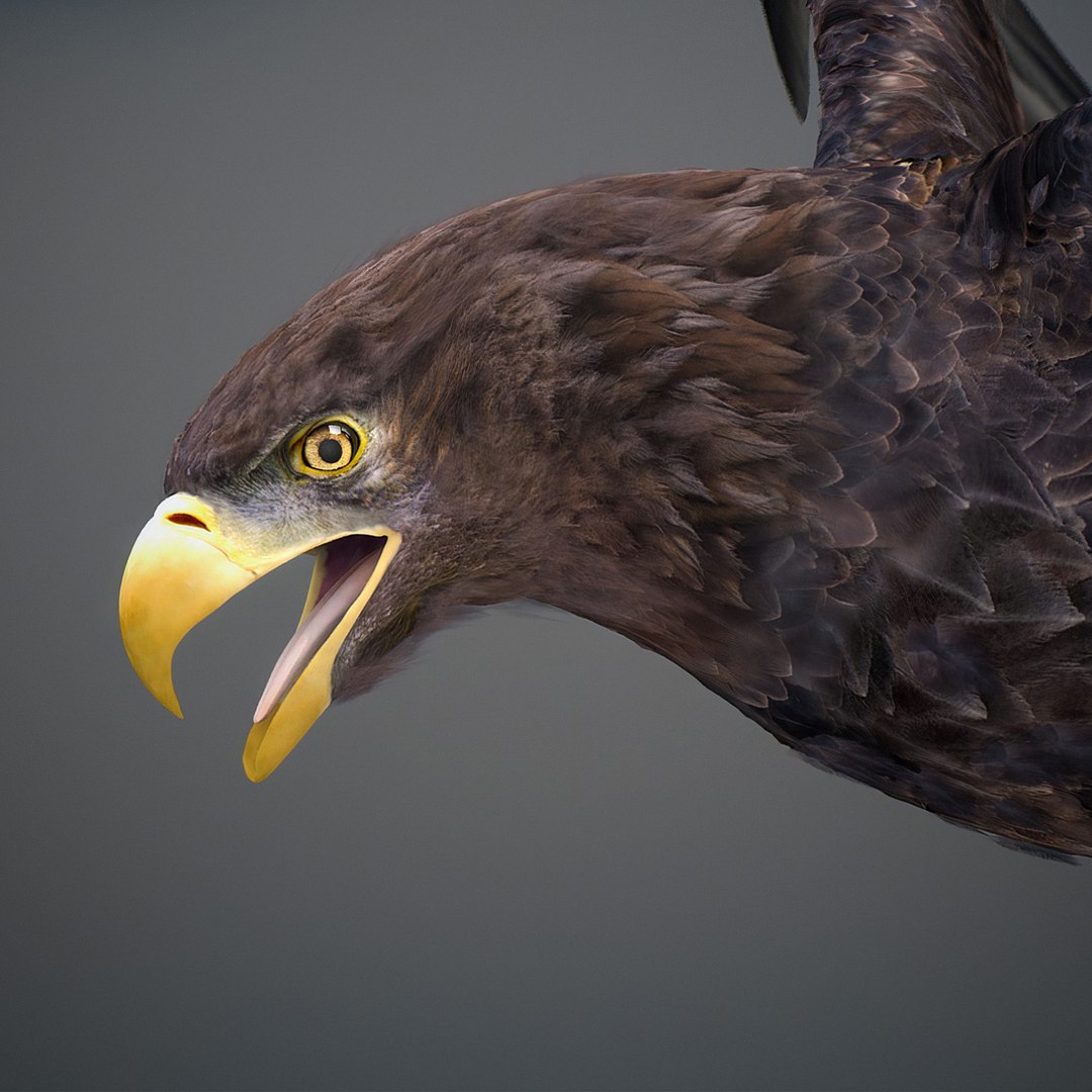 3D model Animated Eagles https://p.turbosquid.com/ts-thumb/oG/J7FK9z/kT/eaglepack_08/jpg/1789468872/1920x1080/fit_q87/f0da967269f12b6c1cb09e304254dd6efb5d83c9/eaglepack_08.jpg