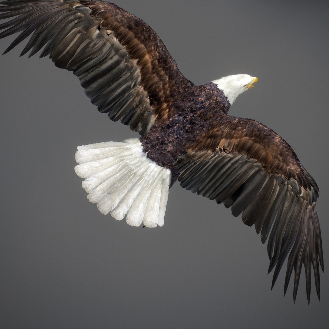 3D model Animated Eagles https://p.turbosquid.com/ts-thumb/oG/J7FK9z/mD/eaglepack_15e/jpg/1789468878/1920x1080/fit_q87/54d3cdd094b8f73b4e2a7834d985d05a6a2383d7/eaglepack_15e.jpg