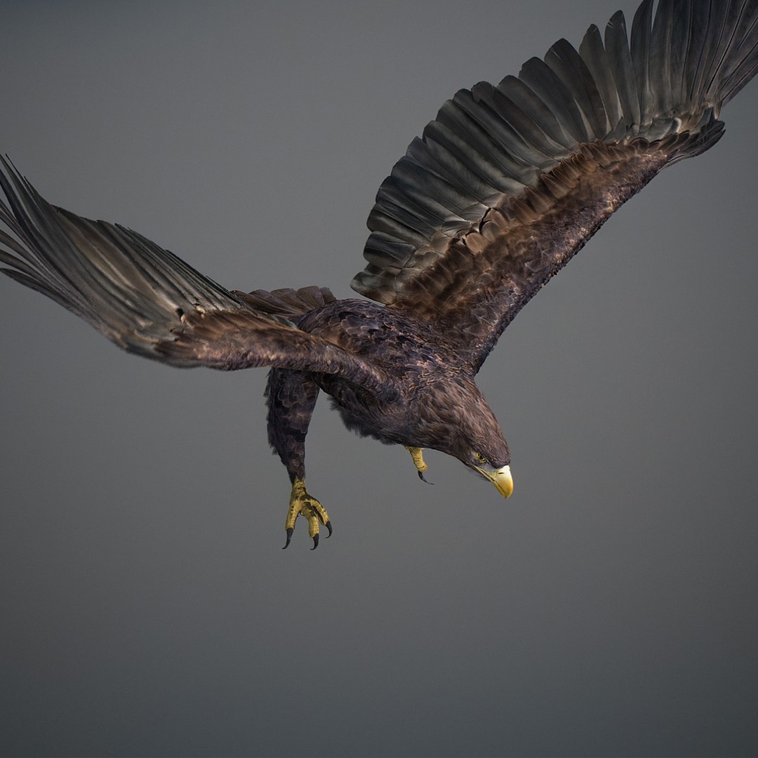 3D model Animated Eagles https://p.turbosquid.com/ts-thumb/oG/J7FK9z/n0/eaglepack_26/jpg/1789468883/1920x1080/fit_q87/eb61a9f4bb0032d2be43cd2469b1b002d7edd5ef/eaglepack_26.jpg