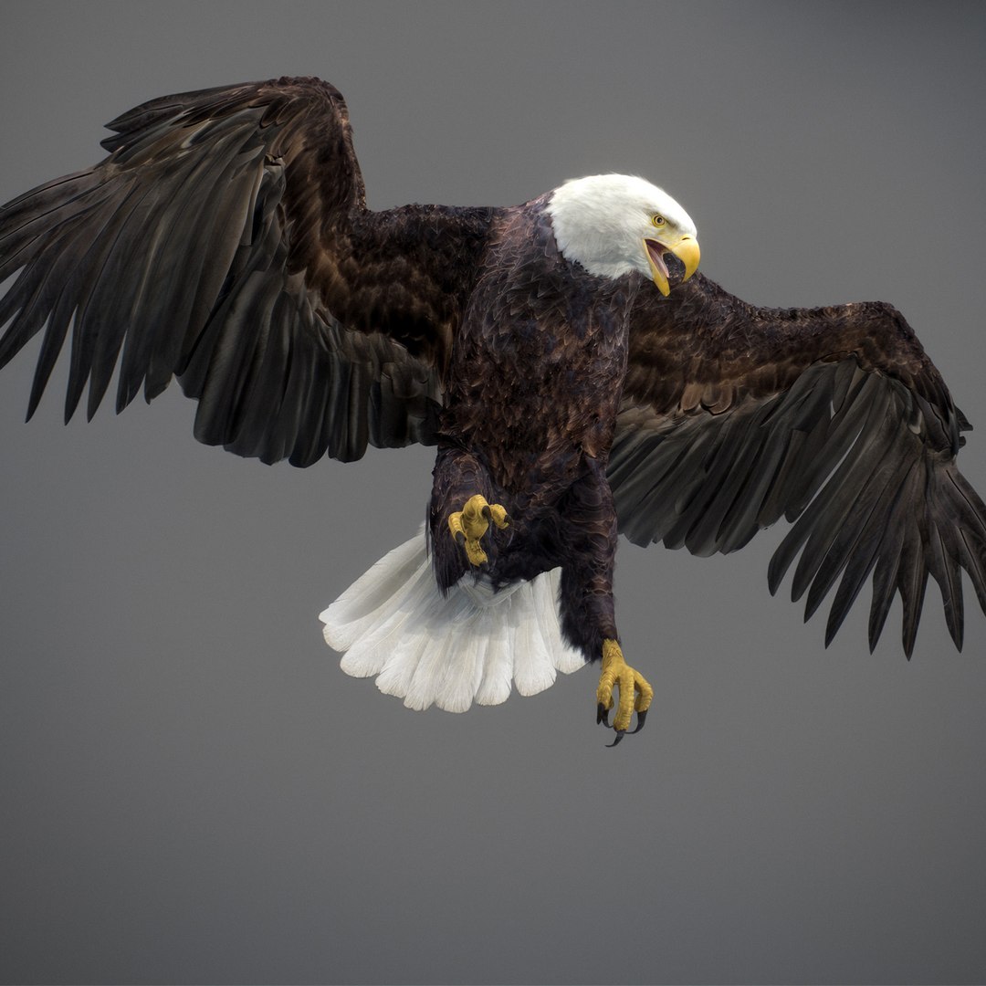 3D model Animated Eagles https://p.turbosquid.com/ts-thumb/oG/J7FK9z/rV/eaglepack_12b/jpg/1789468875/1920x1080/fit_q87/9697262c49cdece223170690595432f9c75654a0/eaglepack_12b.jpg