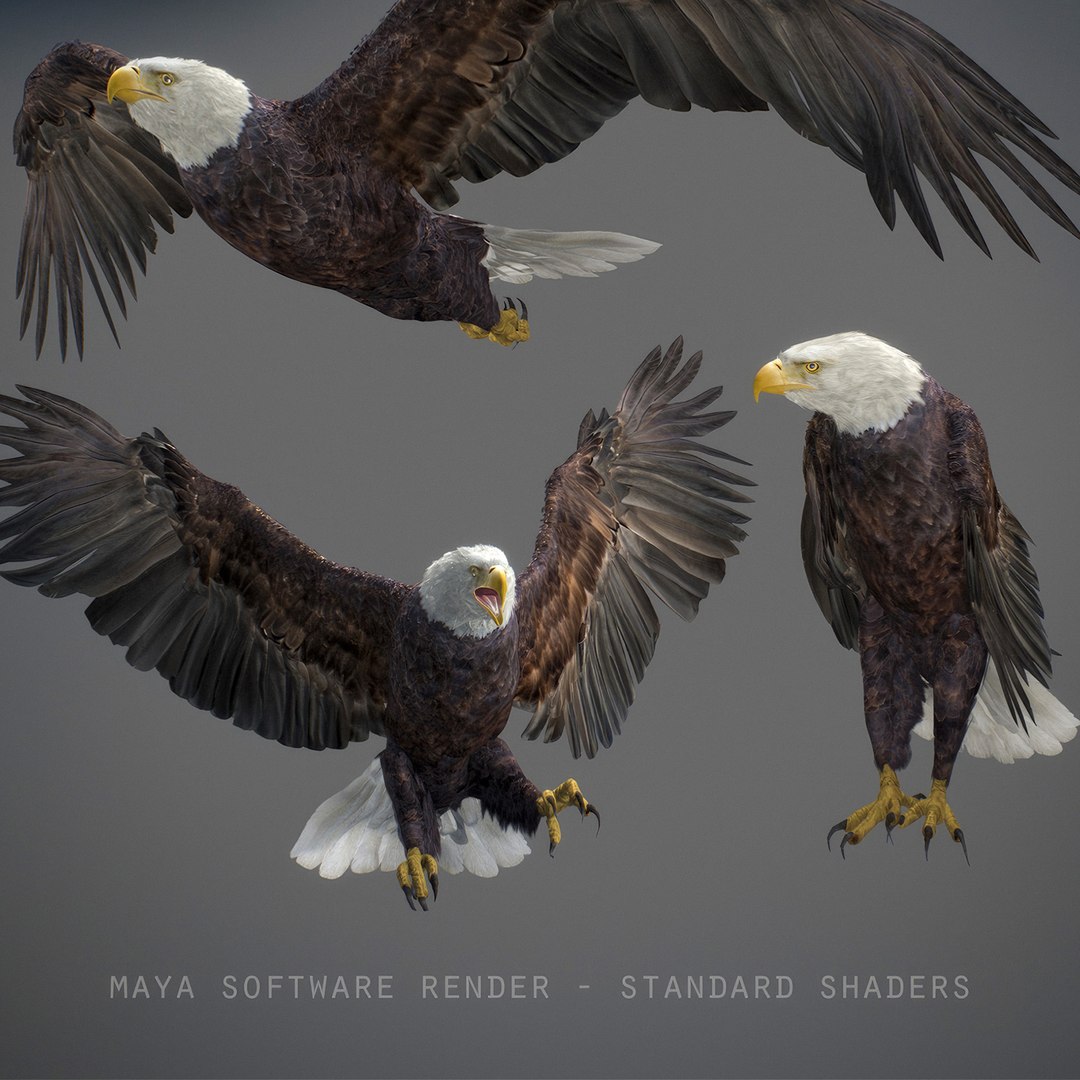 3D model Animated Eagles https://p.turbosquid.com/ts-thumb/oG/J7FK9z/rn/eaglepack_47/jpg/1789468895/1920x1080/fit_q87/4cfd07f090795cd7a226e7373e887494ba11de77/eaglepack_47.jpg