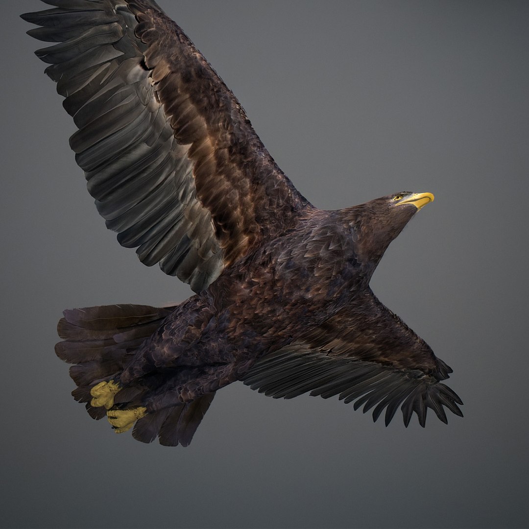3D model Animated Eagles https://p.turbosquid.com/ts-thumb/oG/J7FK9z/ta/eaglepack_46/jpg/1789468893/1920x1080/fit_q87/c141bf5664d3252592450432c06719c2438f5659/eaglepack_46.jpg