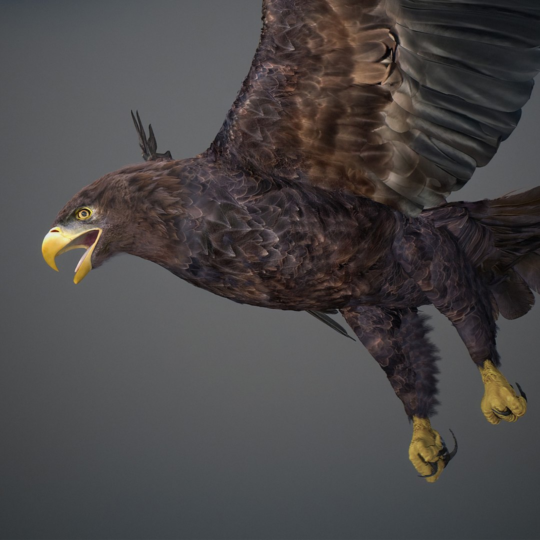 3D model Animated Eagles https://p.turbosquid.com/ts-thumb/oG/J7FK9z/yv/eaglepack_28/jpg/1789468884/1920x1080/fit_q87/ea5bf27598b5476edb16538eee7ee07399ea1258/eaglepack_28.jpg
