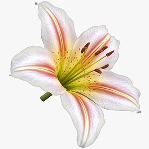 Realistic Lily 3D Model - High-Quality 4K PBR Asset