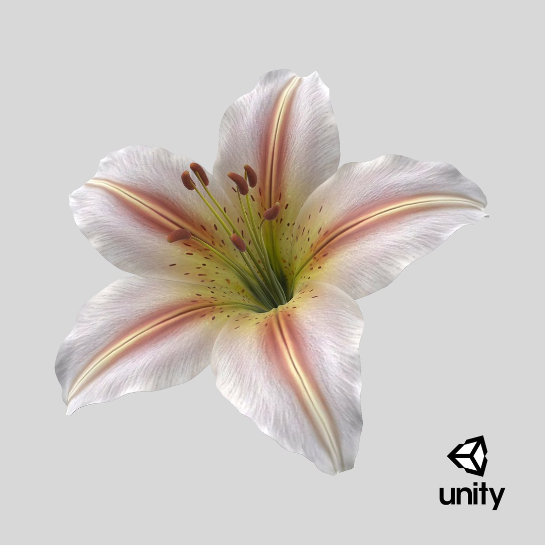 Realistic Lily 3D Model - High-Quality 4K PBR Asset 3D model https://p.turbosquid.com/ts-thumb/oG/LrepWI/J2/stemcell_unity_render/png/1741953593/1920x1080/fit_q87/a02aad30221f83e40879e70fc2d585c51d53864b/stemcell_unity_render.jpg