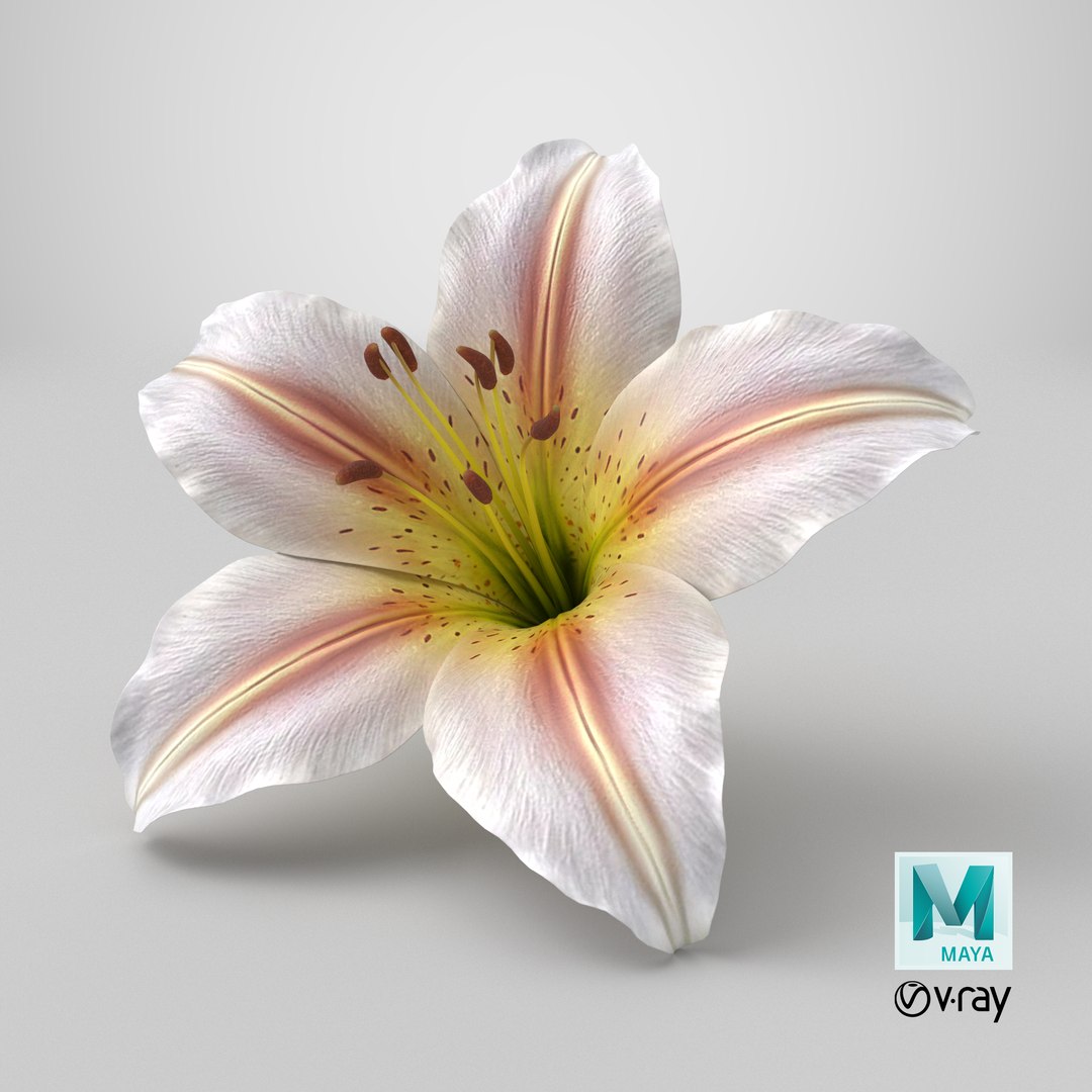 Realistic Lily 3D Model - High-Quality 4K PBR Asset 3D model https://p.turbosquid.com/ts-thumb/oG/LrepWI/Pj/stemcell_maya_vray_render/png/1741953583/1920x1080/fit_q87/1a69d1f5ff7deae45ac7192edd566478dfebc0fd/stemcell_maya_vray_render.jpg