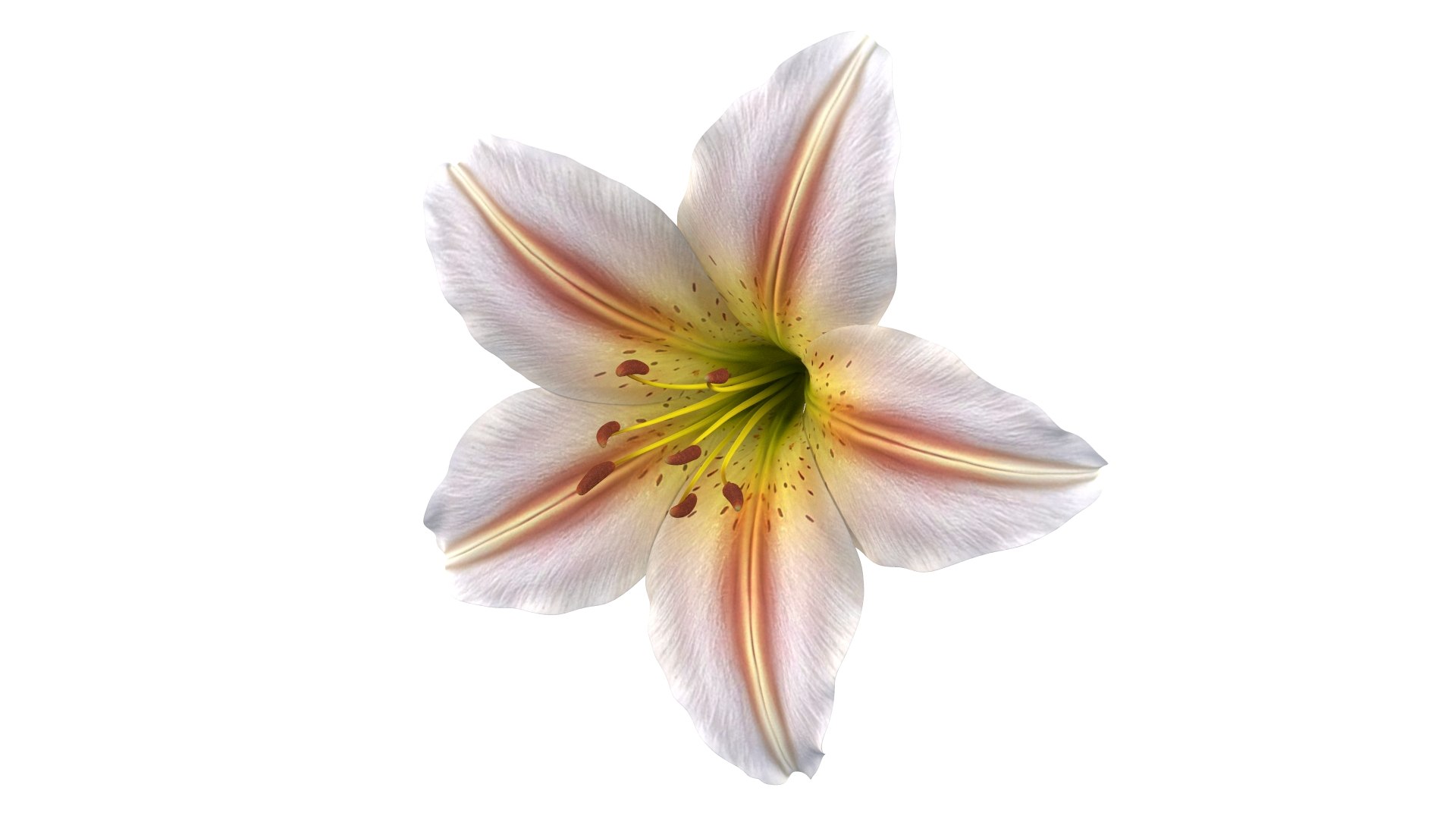 Realistic Lily 3D Model - High-Quality 4K PBR Asset 3D model https://p.turbosquid.com/ts-thumb/oG/LrepWI/bd/7/jpg/1741896240/1920x1080/fit_q87/2f4b5ea76ada666f8d6b5787b95354ddcb2d9c4d/7.jpg