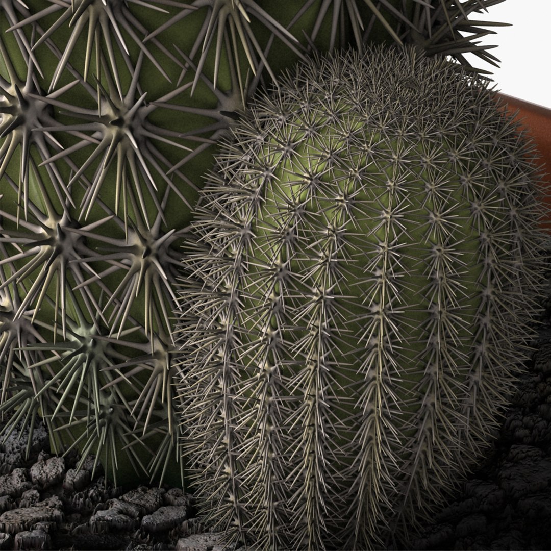 Cactus Design 3d Model