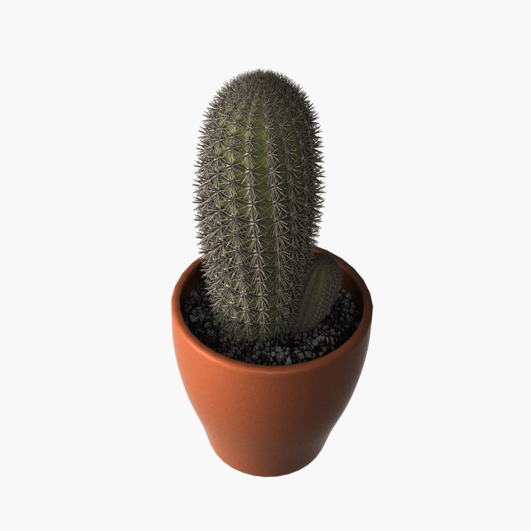 Cactus Design 3d Model