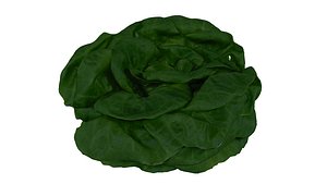 lettuce 3D