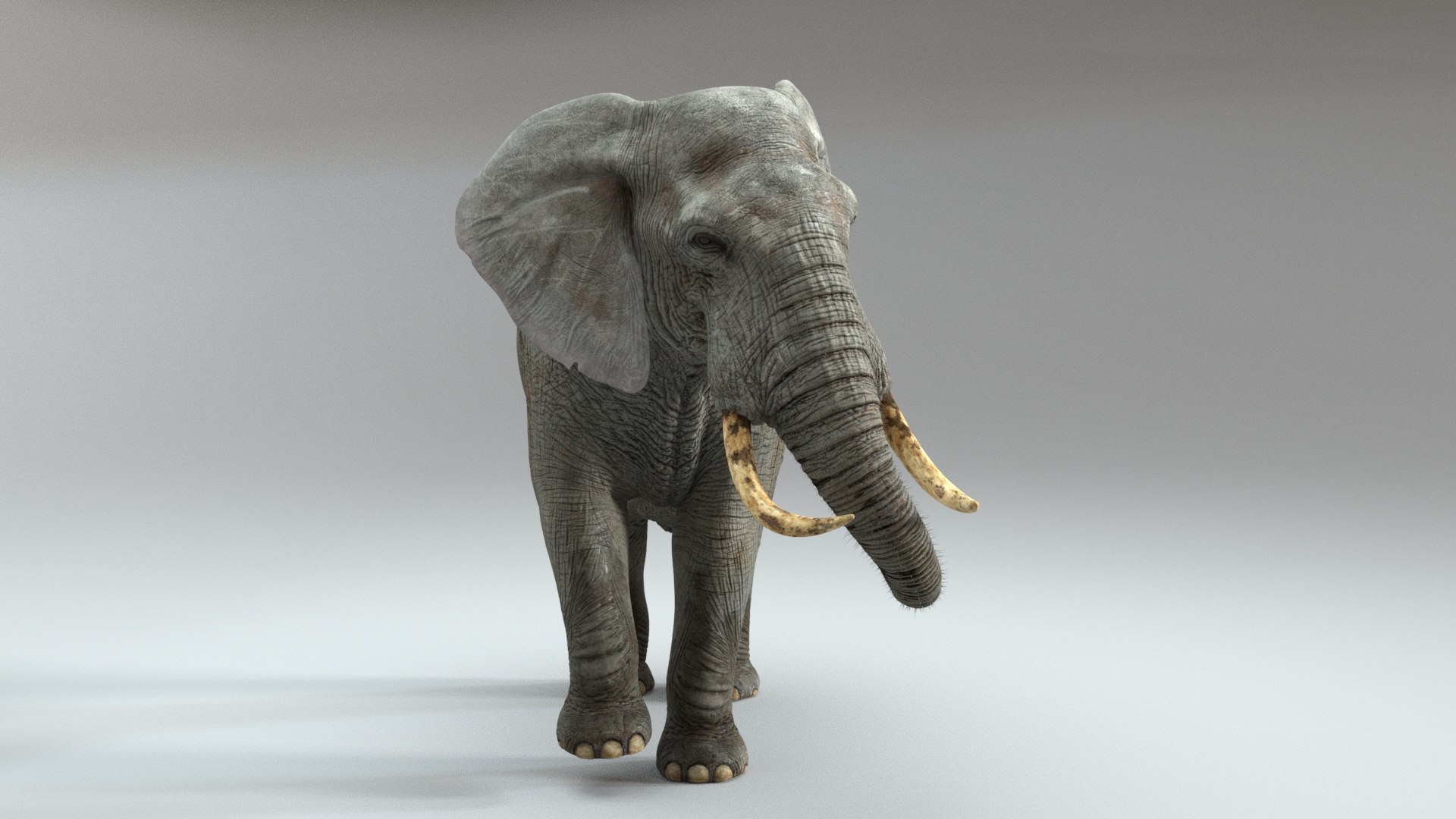 3D Model Elephant RIGGED - TurboSquid 2276350