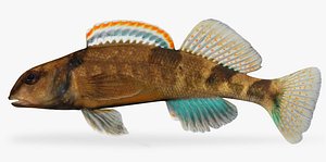 Etheostoma euzonum Arkansas Saddled Darter
