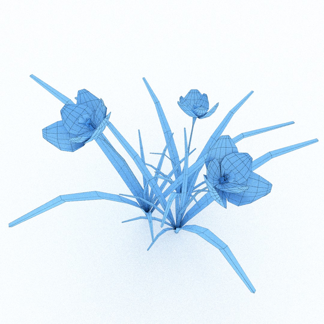 3d Realistic Crocus Model