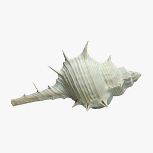 3D murex shell model
