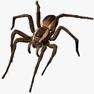 3D model Rigged spider