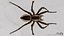 3D model Rigged spider