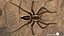3D model Rigged spider