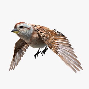 American Sparrow Fur Animated Rigged
