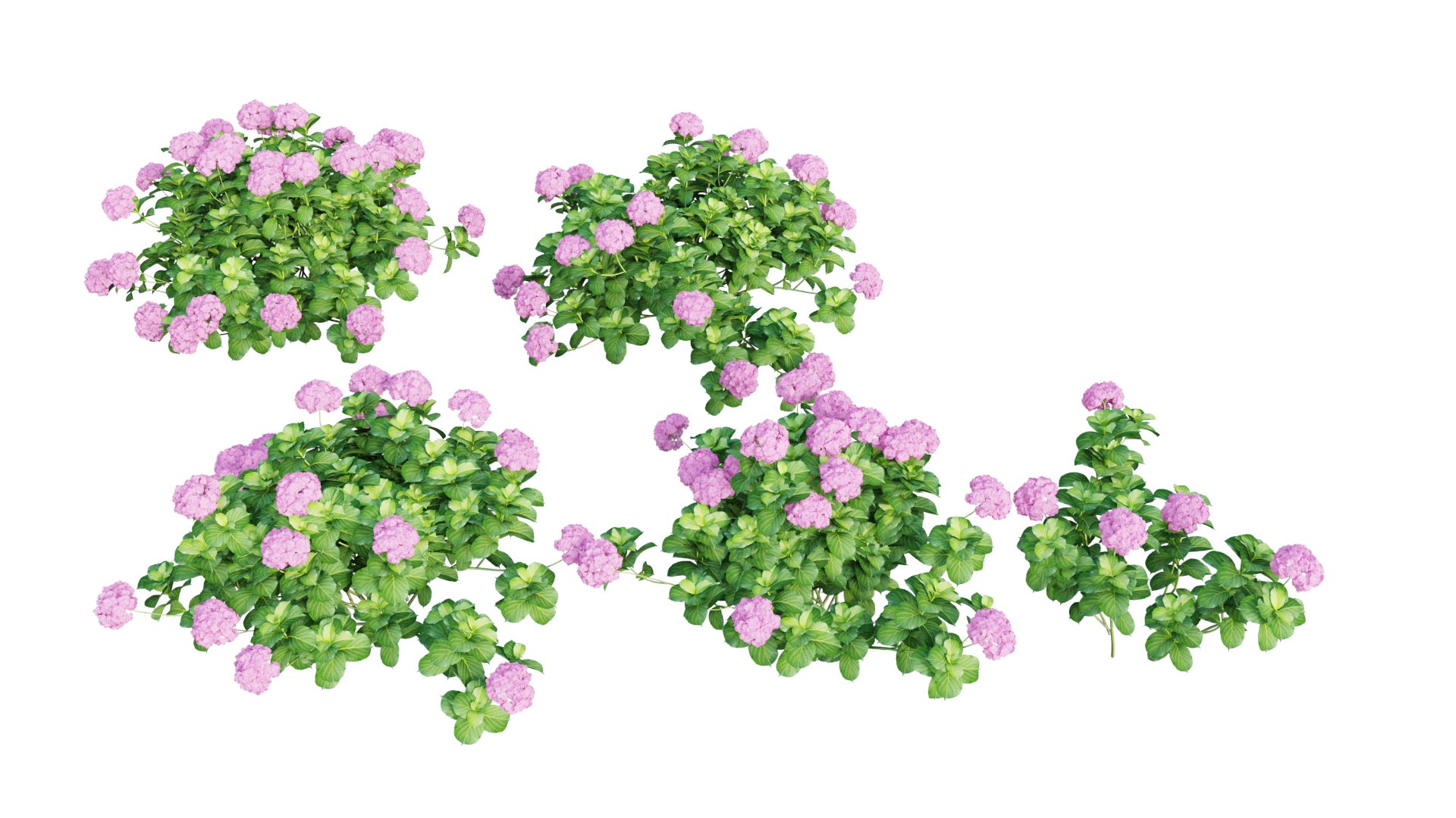 plants hydrangea set 05 3D model https://p.turbosquid.com/ts-thumb/oH/DYhsd9/6NRHNIl3/view_1/jpg/1578928969/1920x1080/fit_q87/62ee841f783982cbcf9bd03462f9ef94a73d779b/view_1.jpg