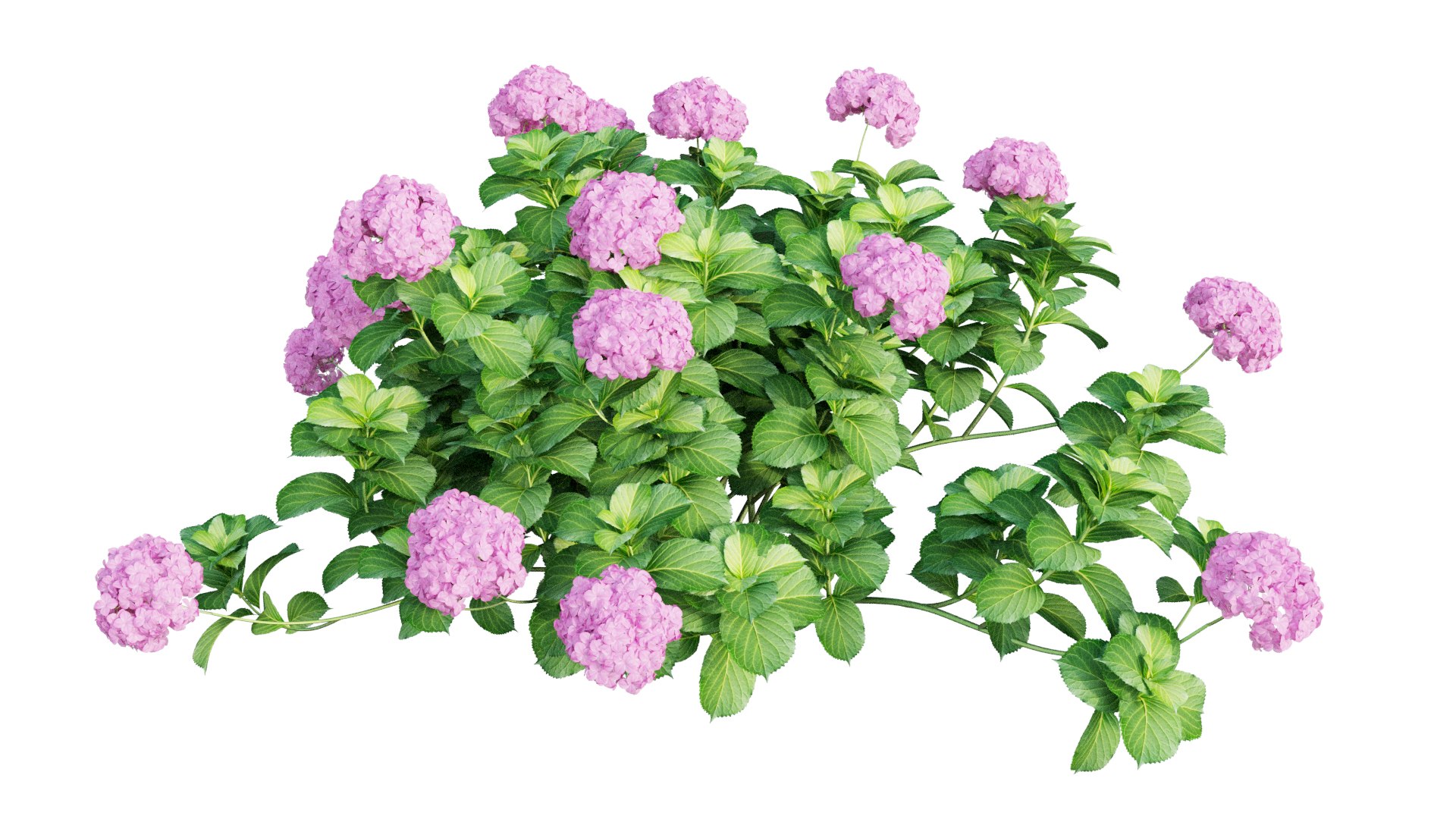 plants hydrangea set 05 3D model https://p.turbosquid.com/ts-thumb/oH/DYhsd9/7eoxNjJd/view_15/jpg/1578928969/1920x1080/fit_q87/30b8b0dd34202df390b13acb8100a07e502c3c6c/view_15.jpg