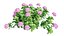 Plantes Hortensia set 05