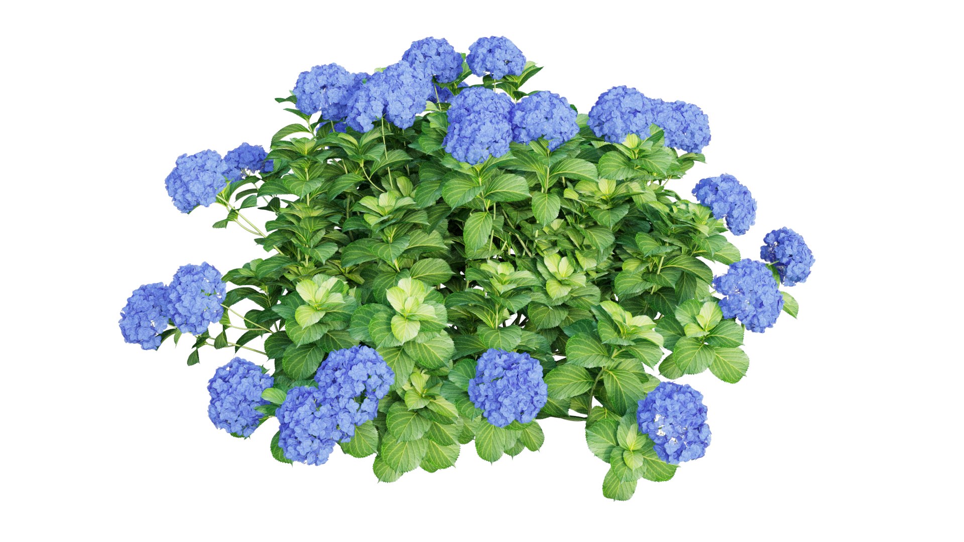 plants hydrangea set 05 3D model https://p.turbosquid.com/ts-thumb/oH/DYhsd9/7qo4F9CU/view_9/jpg/1578928969/1920x1080/fit_q87/20ea916ee5797dbf975463296ed18e21efe21e3c/view_9.jpg