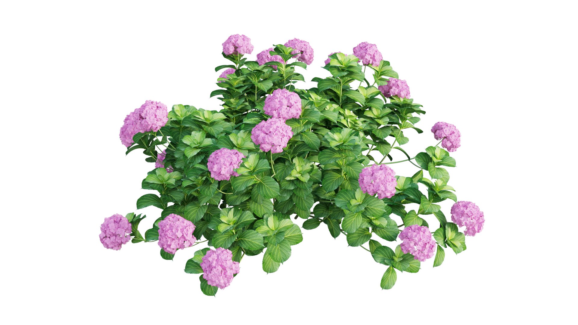 plants hydrangea set 05 3D model https://p.turbosquid.com/ts-thumb/oH/DYhsd9/8KfLkyIs/view_14/jpg/1578928969/1920x1080/fit_q87/c0e543bb4d7b390ae8d465530f089ef59adf5600/view_14.jpg