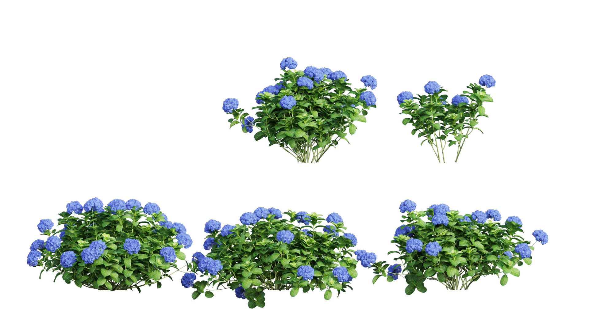 plants hydrangea set 05 3D model https://p.turbosquid.com/ts-thumb/oH/DYhsd9/9zs0pz14/view_5/jpg/1578928969/1920x1080/fit_q87/a6640caad0df681a1097ef9bb2402cda3295324f/view_5.jpg