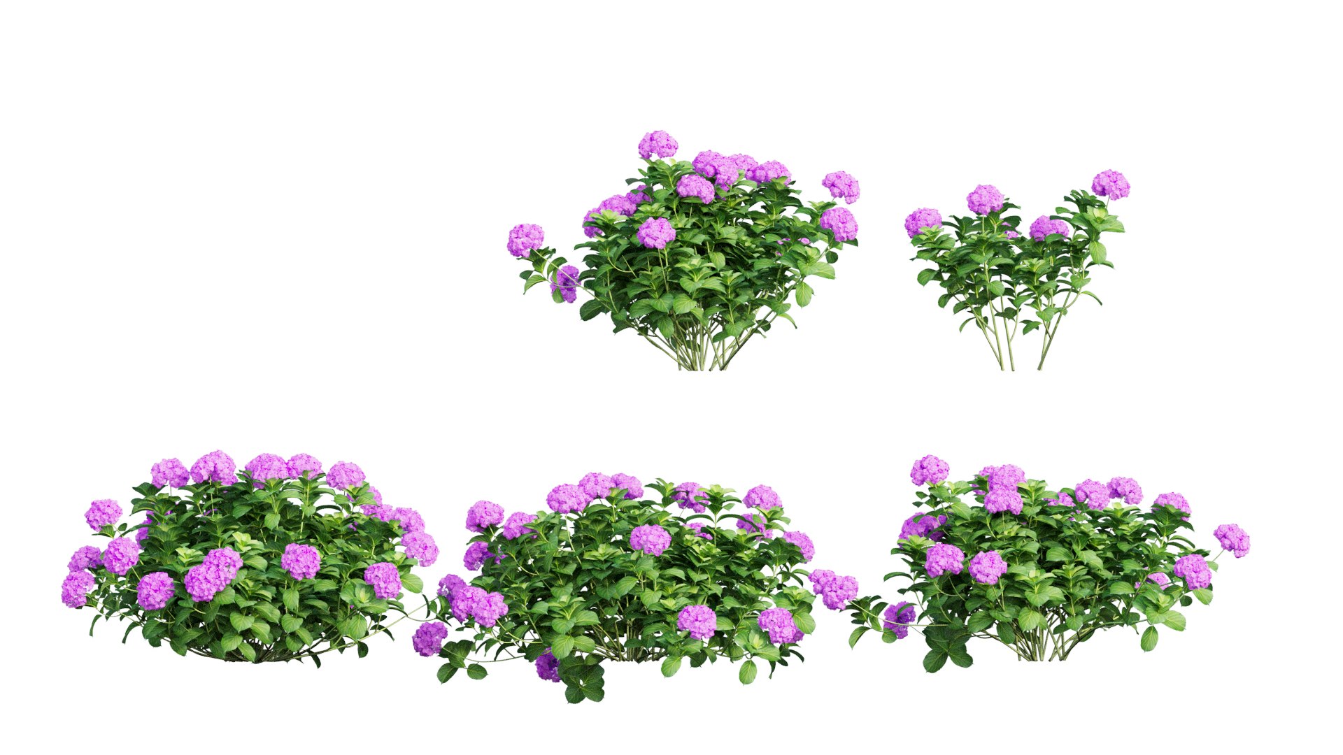 plants hydrangea set 05 3D model https://p.turbosquid.com/ts-thumb/oH/DYhsd9/LKnfBE0K/view_4/jpg/1578928969/1920x1080/fit_q87/ddf99c1a763e09eed8796558ed38e50fff0d31c8/view_4.jpg