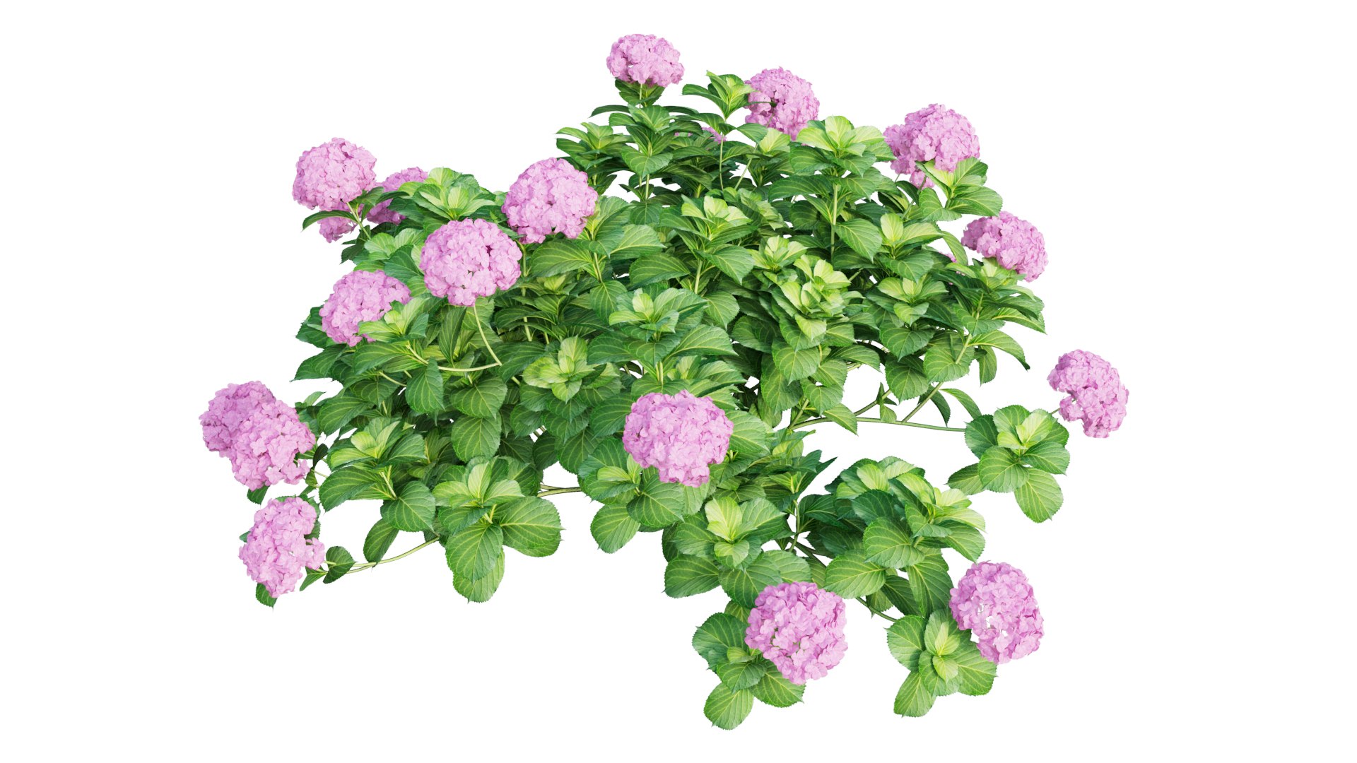 plants hydrangea set 05 3D model https://p.turbosquid.com/ts-thumb/oH/DYhsd9/NTwpVhjS/view_13/jpg/1578928969/1920x1080/fit_q87/e21b0475f0eba1e5792e400fbdb1d343080d8147/view_13.jpg
