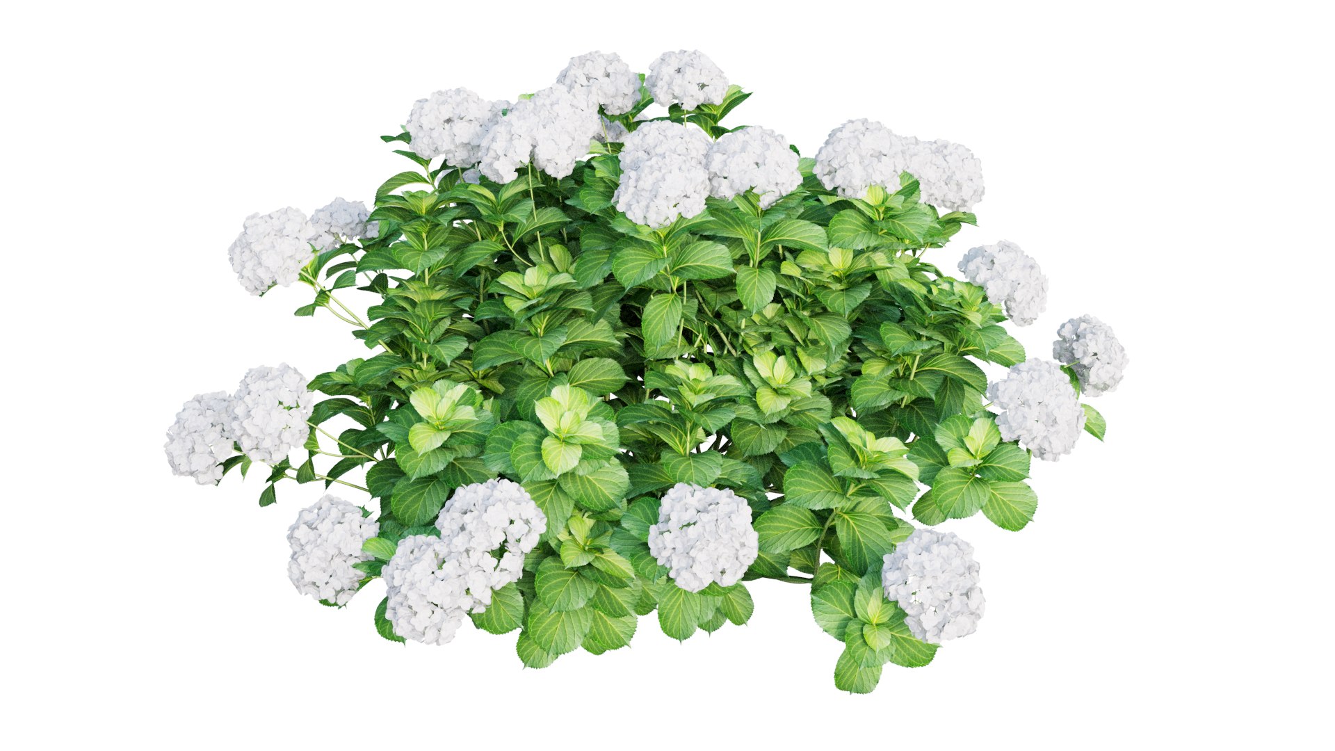 plants hydrangea set 05 3D model https://p.turbosquid.com/ts-thumb/oH/DYhsd9/VfM20K3S/view_11/jpg/1578928969/1920x1080/fit_q87/4b44c1a14e3a622ac0a459c4bf037d2cc91a0bdf/view_11.jpg