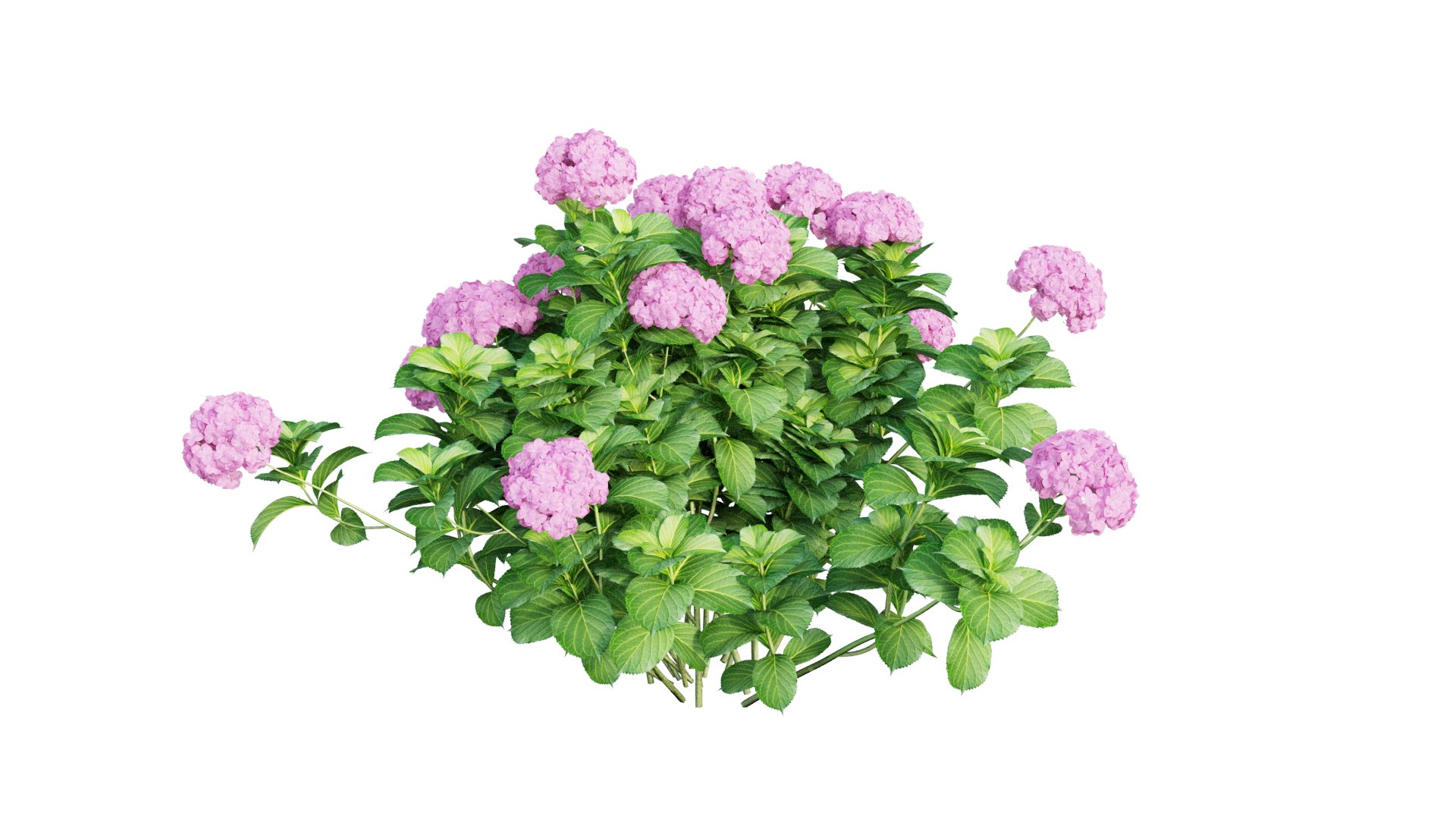 plants hydrangea set 05 3D model https://p.turbosquid.com/ts-thumb/oH/DYhsd9/ZxG3HmLM/view_16/jpg/1578928969/1920x1080/fit_q87/a6fd95d2d97589e28a98984a2984680a04bb894b/view_16.jpg