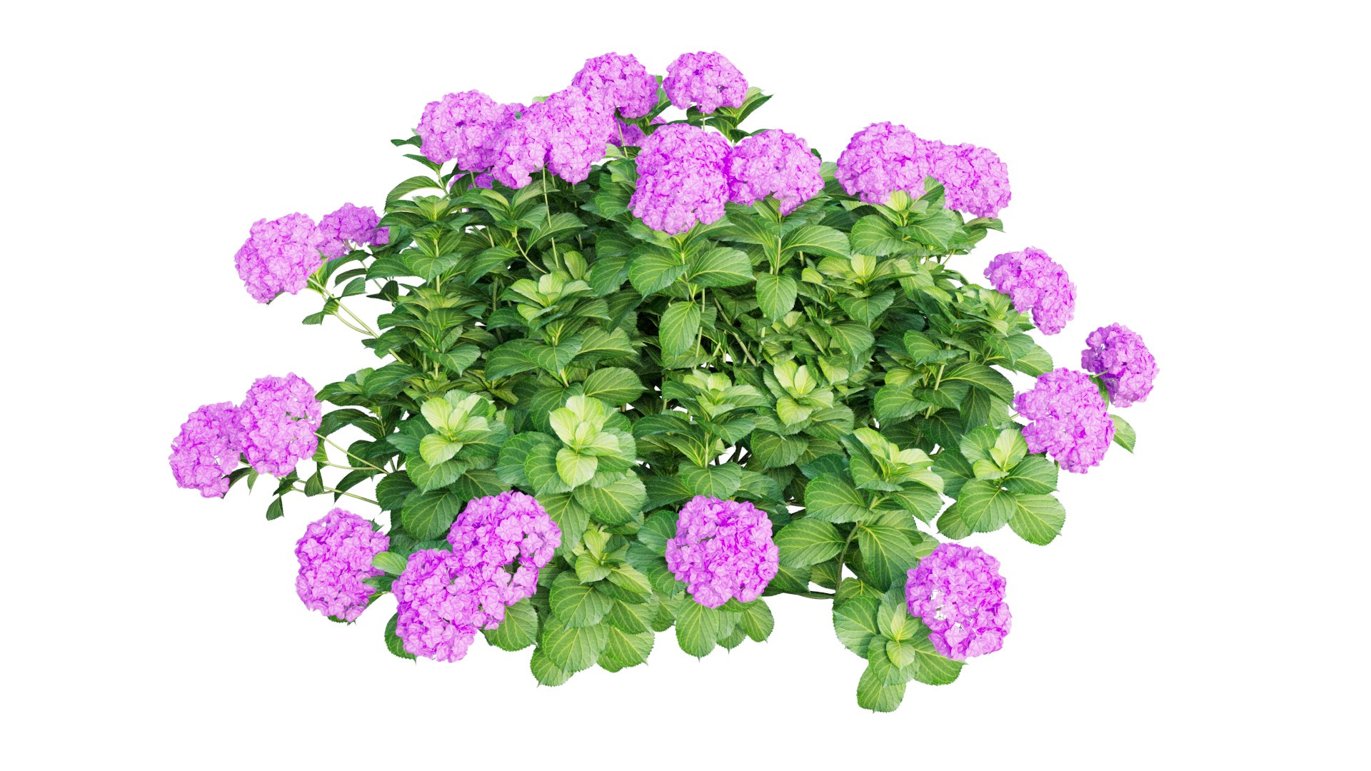 plants hydrangea set 05 3D model https://p.turbosquid.com/ts-thumb/oH/DYhsd9/b89ZSCnp/view_10/jpg/1578928969/1920x1080/fit_q87/b6744ffcaad035f9c83b5877fe91a948b3090450/view_10.jpg