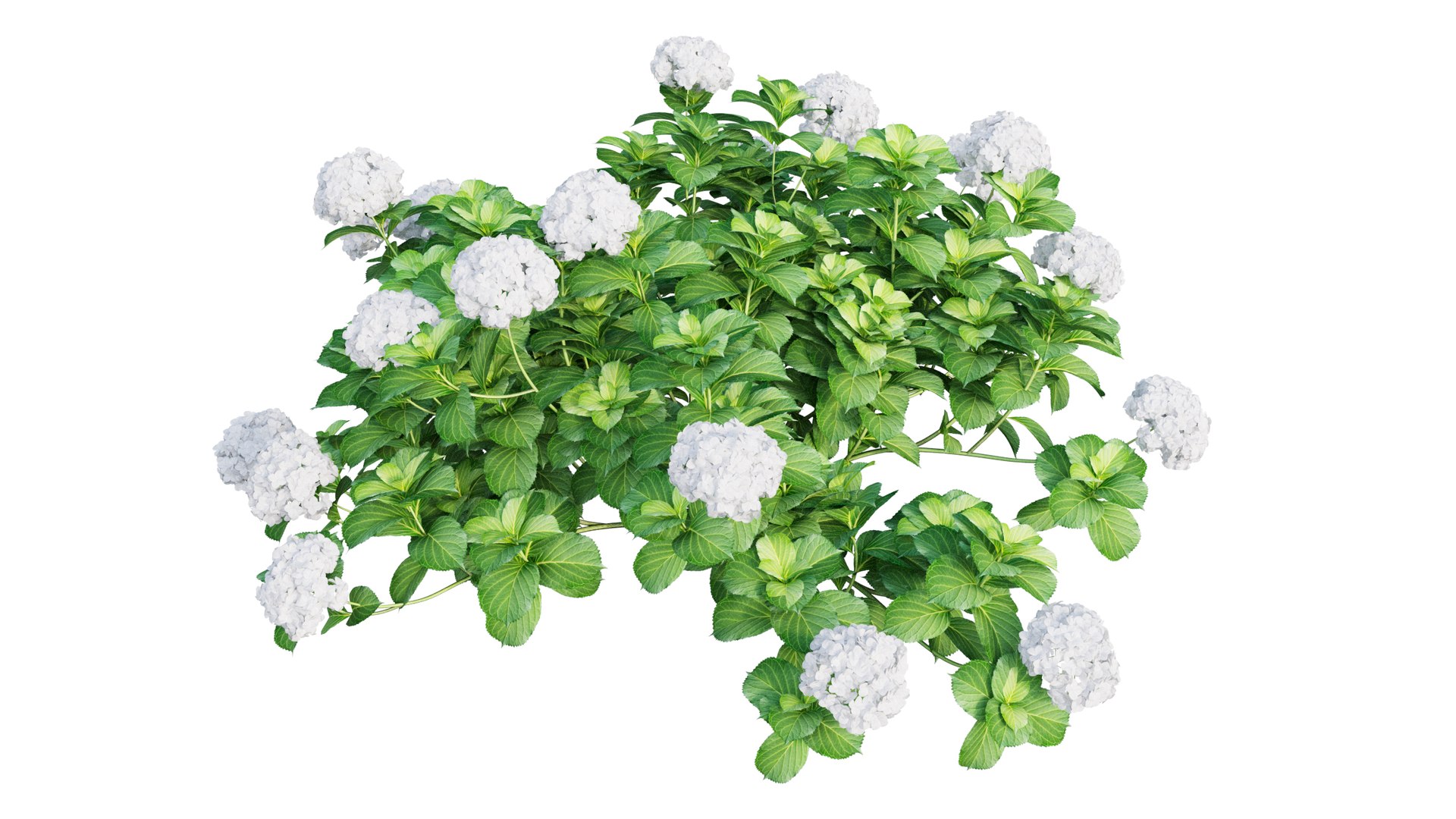 plants hydrangea set 05 3D model https://p.turbosquid.com/ts-thumb/oH/DYhsd9/kH2HSM39/view_8/jpg/1578928969/1920x1080/fit_q87/d639e2decaf66cf58d83209be9f29b1f9cf8c04a/view_8.jpg