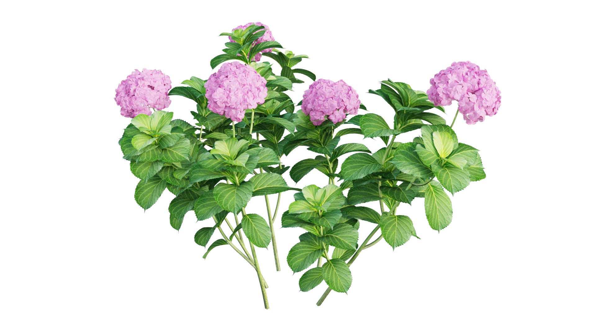 plants hydrangea set 05 3D model https://p.turbosquid.com/ts-thumb/oH/DYhsd9/rrw1b6FW/view_17/jpg/1578928969/1920x1080/fit_q87/a8d1991e5c014e5860c955d3db0a6bc085dcf717/view_17.jpg
