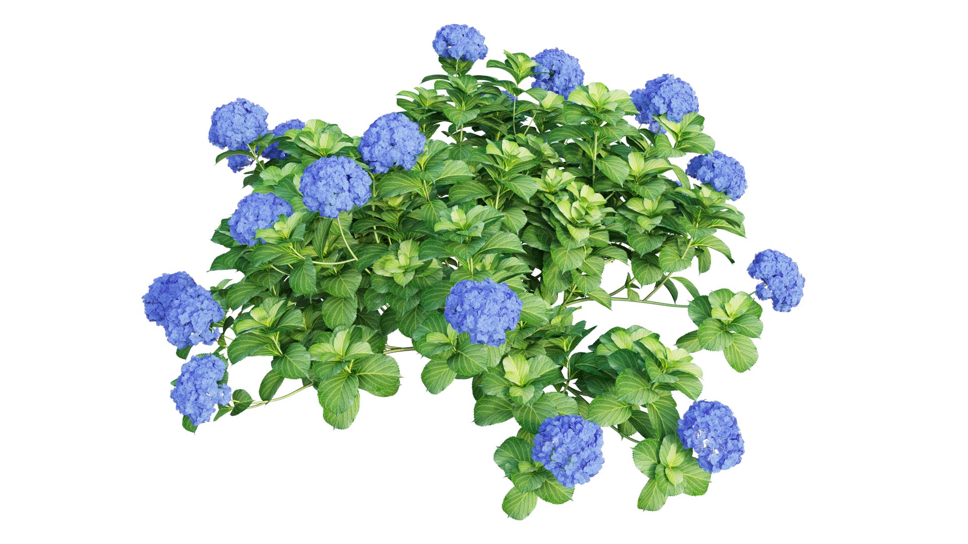plants hydrangea set 05 3D model https://p.turbosquid.com/ts-thumb/oH/DYhsd9/sVbwMdoV/view_6/jpg/1578928969/1920x1080/fit_q87/de887551cbb8be787ffb8285c981dd1c45775abd/view_6.jpg