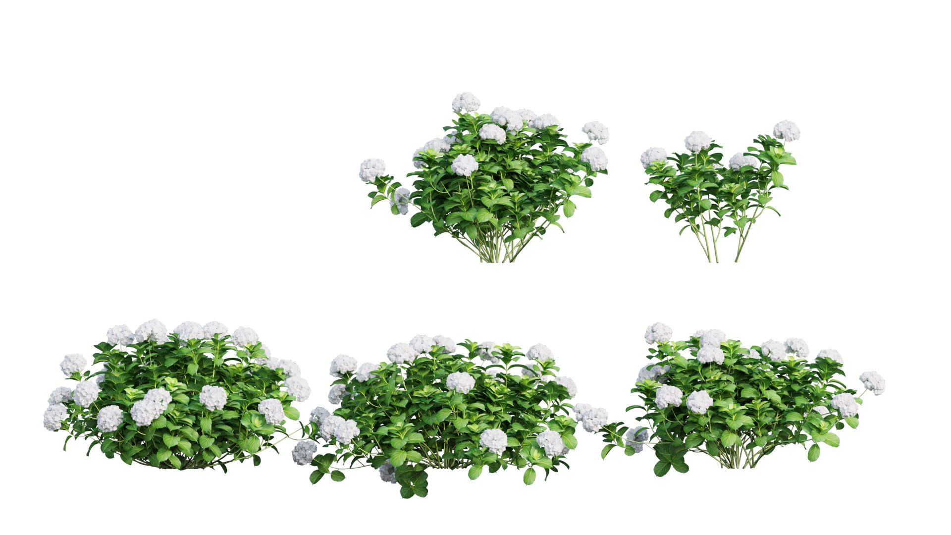 plants hydrangea set 05 3D model https://p.turbosquid.com/ts-thumb/oH/DYhsd9/zILOPcMf/view_2/jpg/1578928969/1920x1080/fit_q87/bc02543f2847bfad2fdffd0e681a5f26e13fdfae/view_2.jpg