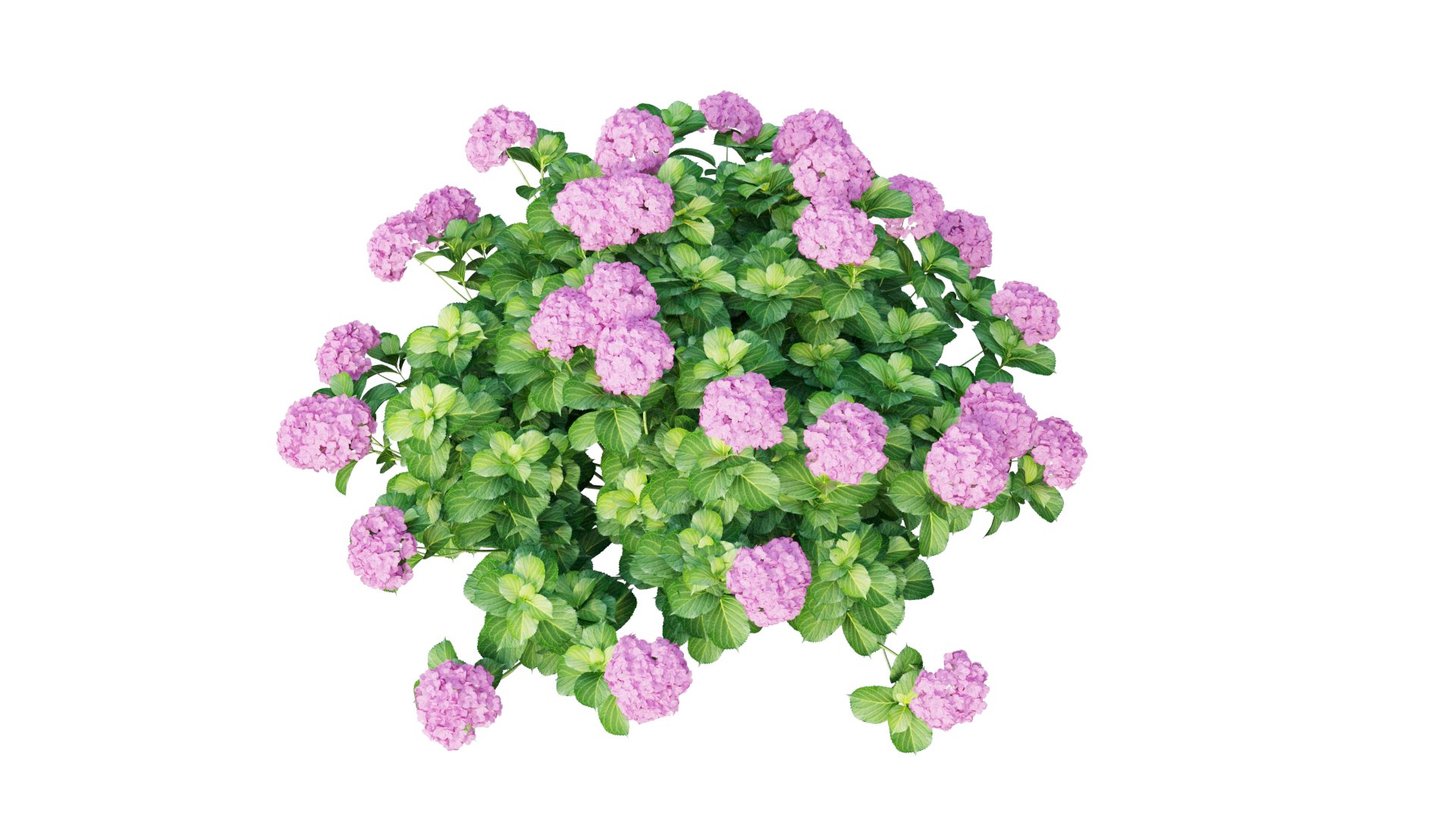 plants hydrangea set 05 3D model https://p.turbosquid.com/ts-thumb/oH/DYhsd9/zplTgAjm/render/jpg/1578928969/1920x1080/fit_q87/27005118be1252c1273185b6be477bbb92d7f5e9/render.jpg