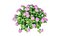 Plantes Hortensia set 05